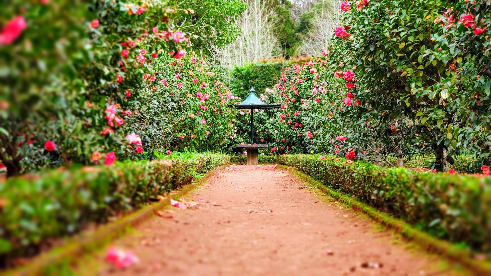 A lush therapy garden with winding paths