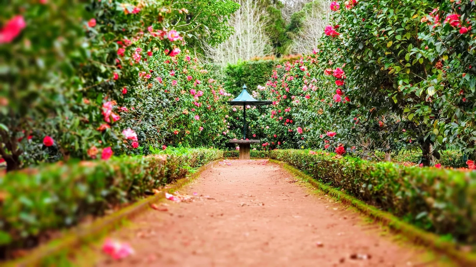 A lush therapy garden with winding paths